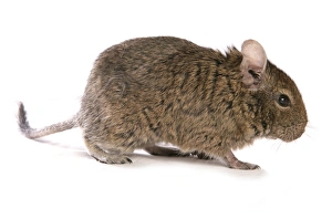 Exotic Prints: Degu (Octodon degus) adult, standing