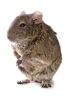Rodent Prints: Degu (Octodon degus) adult, standing on hind legs