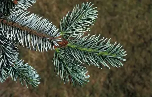 Delavays Silver Fir (Abies delavayi) Leaf/lower / July