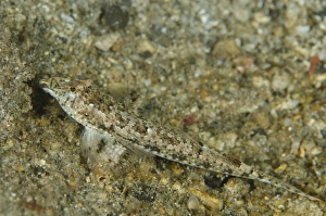 Sand Prints: Delicate Dragonet (Callionymus delicatulus) adult