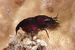 Shrimps Prints: Deman's Snapping Shrimp (Synalpheus demani) adult