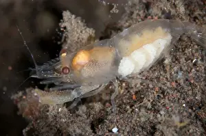 Demans Snapping Shrimp (Synalpheus demani) adult female, with eggs, on sand at reef, Seraya, Bali