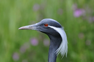 Demoiselle Crane (Anthropoides virgo) adult, close-up of head (captive)