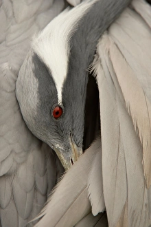 Demoiselle Crane (Anthropoides virgo) adult, close-up of head, preening (captive)