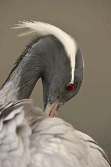 Demoiselle Crane (Anthropoides virgo) adult, close-up of head, preening (captive)