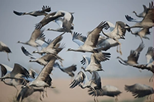 Rajasthan Prints: Demoiselle Crane (Anthropoides virgo) adults
