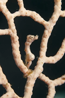 Komodo Prints: Denises Pygmy Seahorse (Hippocampus denise) adult