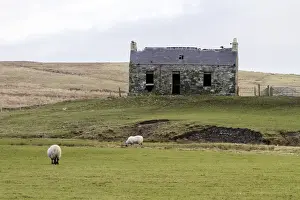 Site Prints: Derelict croft often used by nesting choughs or Jackdaws on the Isle of Islay Scotland