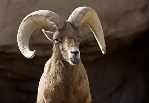 Rams Prints: Desert Bighorn Sheep (Ovis canadensis nelsoni) adult male, close-up of head