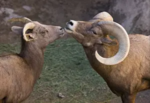 Animals USA Prints: Desert Bighorn Sheep (Ovis canadensis nelsoni) adult male and female