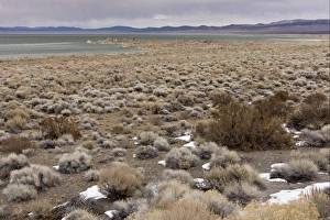 Californian Prints: Desert chaparral habitat at edge of saline lake