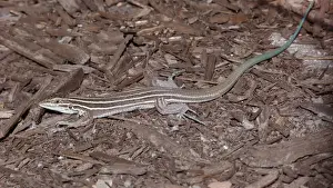 Utah Prints: Desert Grassland Whiptail Lizard (Aspidoscelis uniparens) adult female