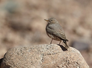 Saharan Prints: Desert Lark (Ammomanes deserti) adult