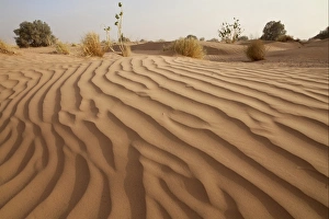 Moroccan Prints: Desert sand dune with sparse vegetation, Sahara, Morocco, may