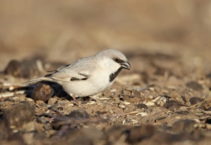 Sparrow Prints: Desert Sparrow (Passer simplex) adult male
