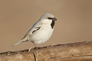 Desert Sparrow (Passer simplex) adult male, perched on wooden camel feeder, Erg Chebbi, Morocco, february
