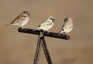 Sparrow Prints: Desert Sparrow (Passer simplex) and House Sparrow (Passer domesticus) adult males