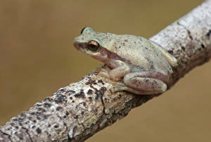 Tree Frog Prints: Desert Treefrog (Litoria rubella) adult, sitting on twig, Uluru-Kata Tjuta N. P