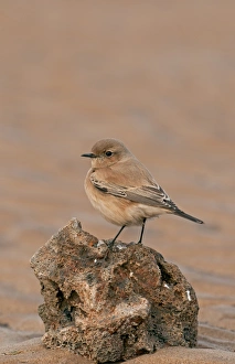 Wheatear Prints: Desert Wheatear (Oenanthe deserti) adult female