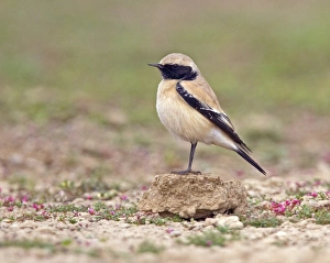 Rajasthan Prints: Desert Wheatear (Oenanthe deserti) adult male