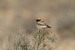 Desert Wheatear (Oenanthe deserti) adult male, breeding plumage, perched on bush, Morocco, March