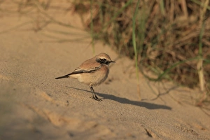 Shore Prints: Desert Wheatear (Oenanthe deserti) immature male