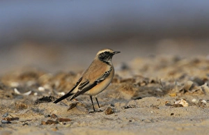 Wheatear Prints: Desert Wheatear (Oenanthe deserti) immature male