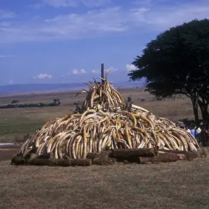 Products Prints: Destruction-Animal Products. Pile of Ivory and Rhino horn Nairobi National Park / Kenya