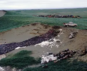 Seal Prints: Destruction-Seal Cull Pit containing harvested carcasses of Northern Fur Seal / Pribilof Island