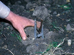 Traps Prints: Destruction - Trap Mole trap set in ground / hand