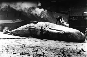 Destruction - Whaling / Butchering of Sperm Whale at whaling station