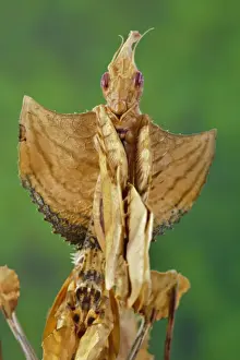 Captive Prints: Devil Stick Mantis (Idolomantis diabolica) subadult