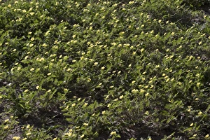 Devils Thorn growing in Botswana near Lebala