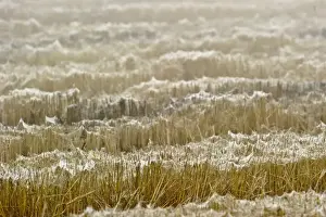 Webs Prints: Dew covered gossamer in field, silk left by numerous ballooning spiders, Italy, november