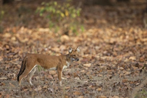 Vulnerable Prints: Dhole (Cuon alpinus) adult, standing in forest, Kanha N. P. Madhya Pradesh, India