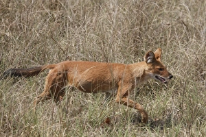Vulnerable Prints: Dhole (Cuon alpinus) adult, walking in grass, Kanha N. P. Madhya Pradesh, India