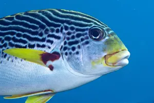 Diagonal-banded Sweetlips (Plectorhinchus lineatus) adult, close-up of head, Liberty Wreck, Tulamben, Bali