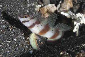 Diagonal Shrimpgoby (Amblyeleotris diagonalis) adult, at hole entrance on black sand, Lembeh Straits, Sulawesi