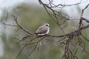 Pigeon Prints: Diamond Dove (Geopelia cuneata) adult, perched on branch, Western Australia, Australia