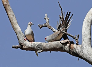 Pigeon Prints: Diamond Dove (Geopelia cuneata) adult pair