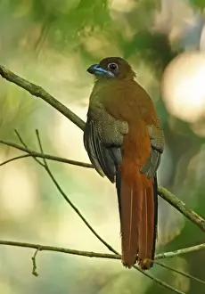 Diards Trogon (Harpactes diardii sumatranus) adult female, perched on twig, Taman Negara N. P