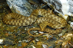 Snakes Prints: Dice Snake (Natrix tessellata) adult, in shallow water of rocky stream, Italy, july