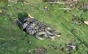 Snake Prints: Dice Snake (Natrix tessellata) Adult and immature