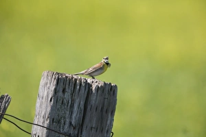 Fence Prints: Dickcissel (Spiza americana) adult male