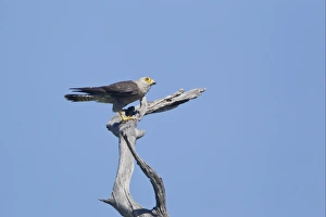 Dickinson's Kestrel (Falco dickinsoni) adult male, perched on branch, Okavango Delta, Botswana
