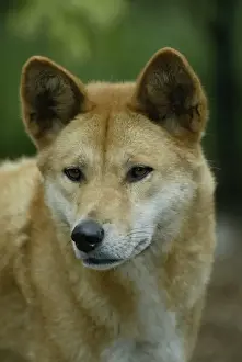 Australia Prints: Dingo (Canis familiaris dingo) Portrait - Australia