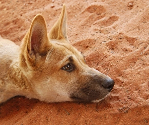 Pups Prints: Dingo (Canis familiaris dingo) pup