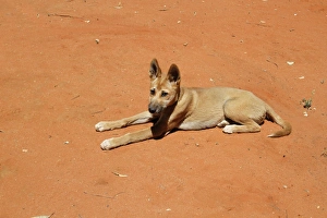 Pups Prints: Dingo (Canis familiaris dingo) pup