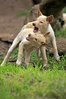 Pups Prints: Dingo (Canis familiaris dingo) two pups, playfighting, Australia, November