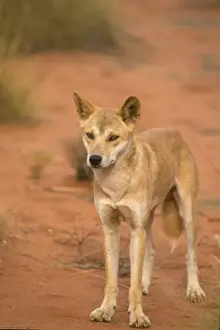 Australia Prints: Dingo (Canis familiaris dingo) Standing - close-up - Australia